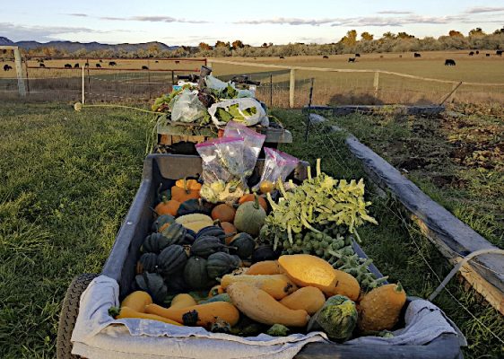 A wagon heaped with squash, pumpkins and bagged greens in a pasture at sunset, cattle grazing behind
