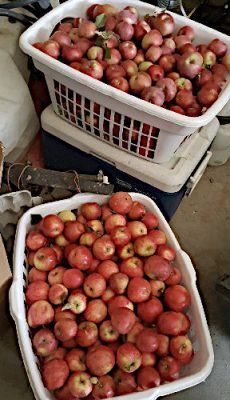 Two laundry baskets full of fresh-picked red apples